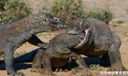 印度巨蜥爆料新闻最新,揭秘神秘生物栖息地之谜