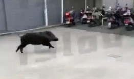 浙江野猪最新爆料视频,揭秘神秘生物的真实面貌